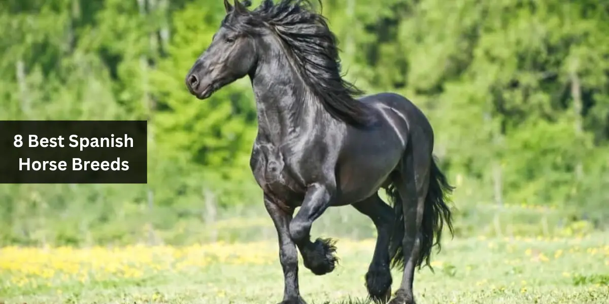 8 Best Spanish Horse Breeds
