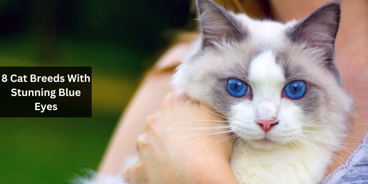 8 Cat Breeds With Stunning Blue Eyes