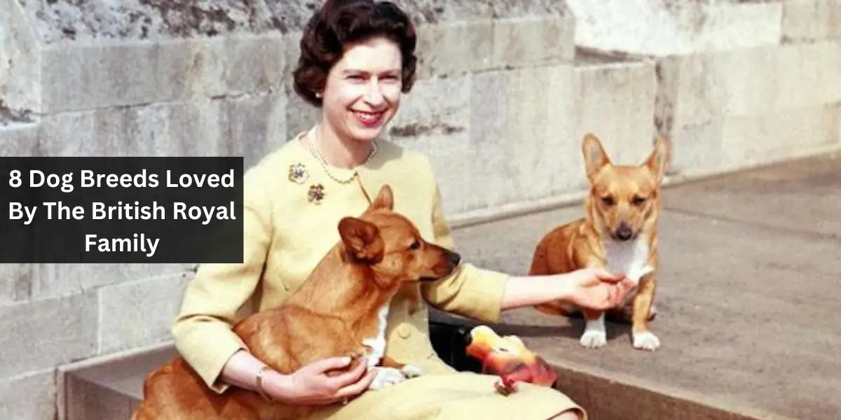 8 Dog Breeds Loved By The British Royal Family