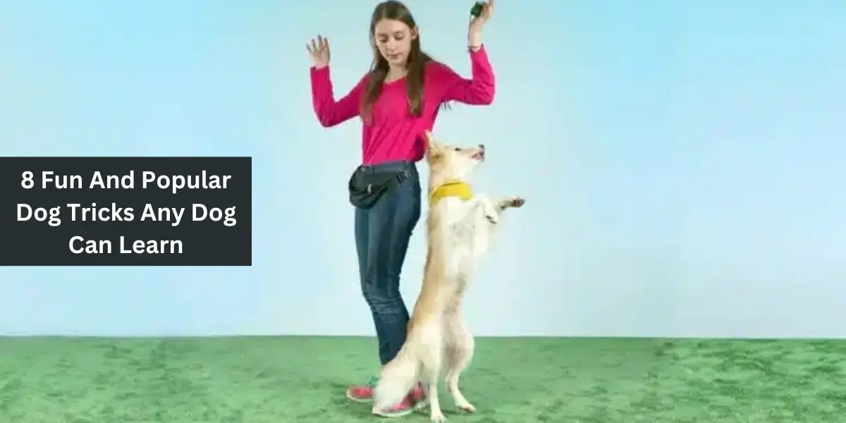 8 Fun And Popular Dog Tricks Any Dog Can Learn