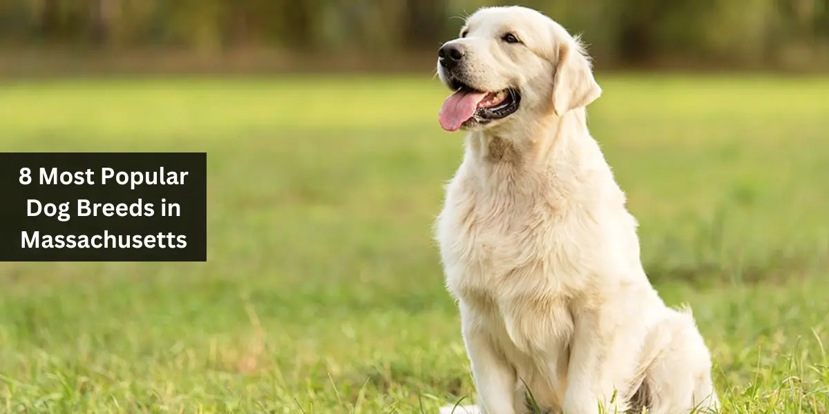 8 Most Popular Dog Breeds in Massachusetts