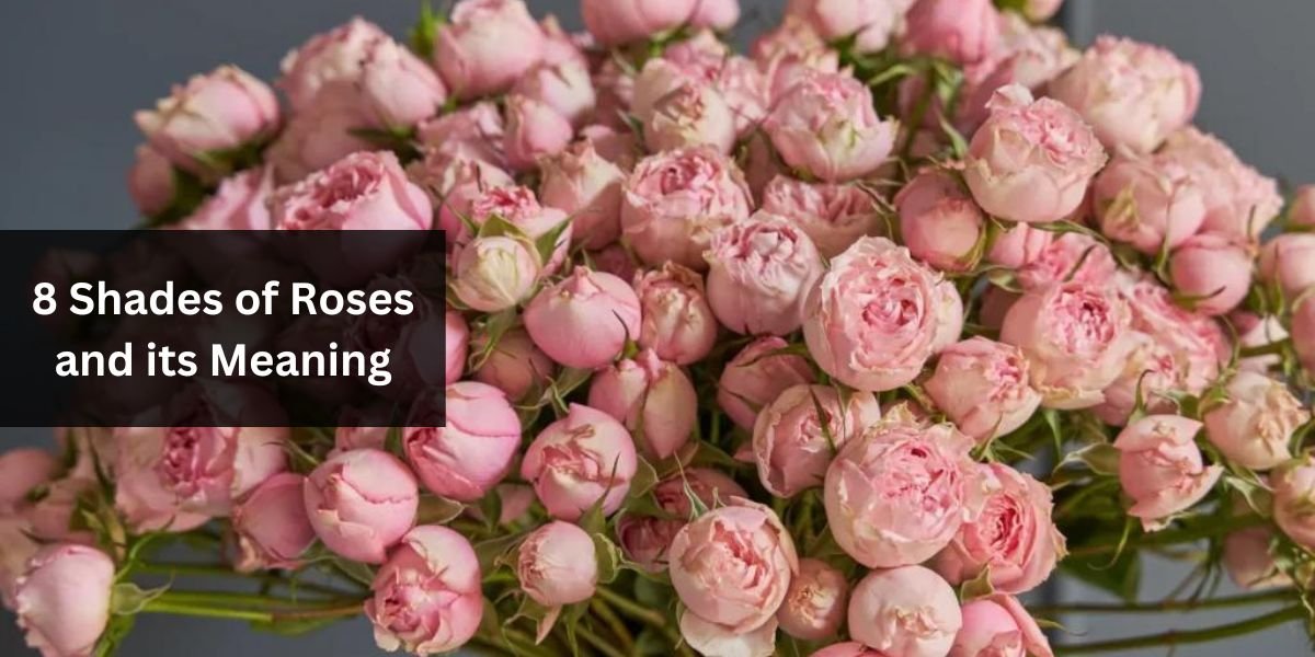 8 Shades of Roses and its Meaning