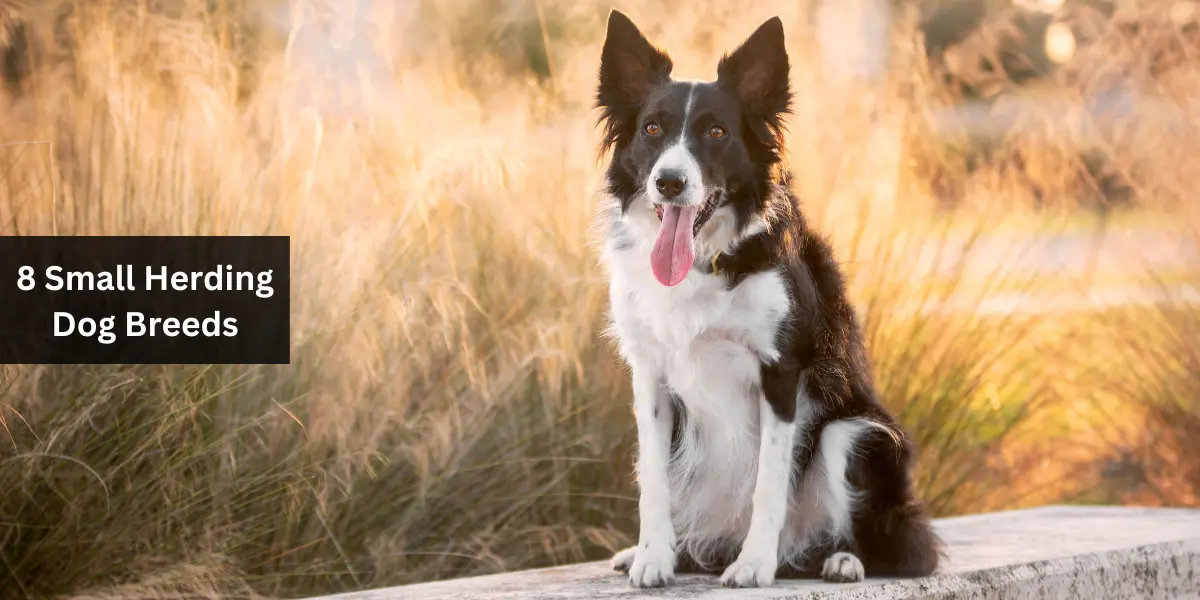 8 Small Herding Dog Breeds