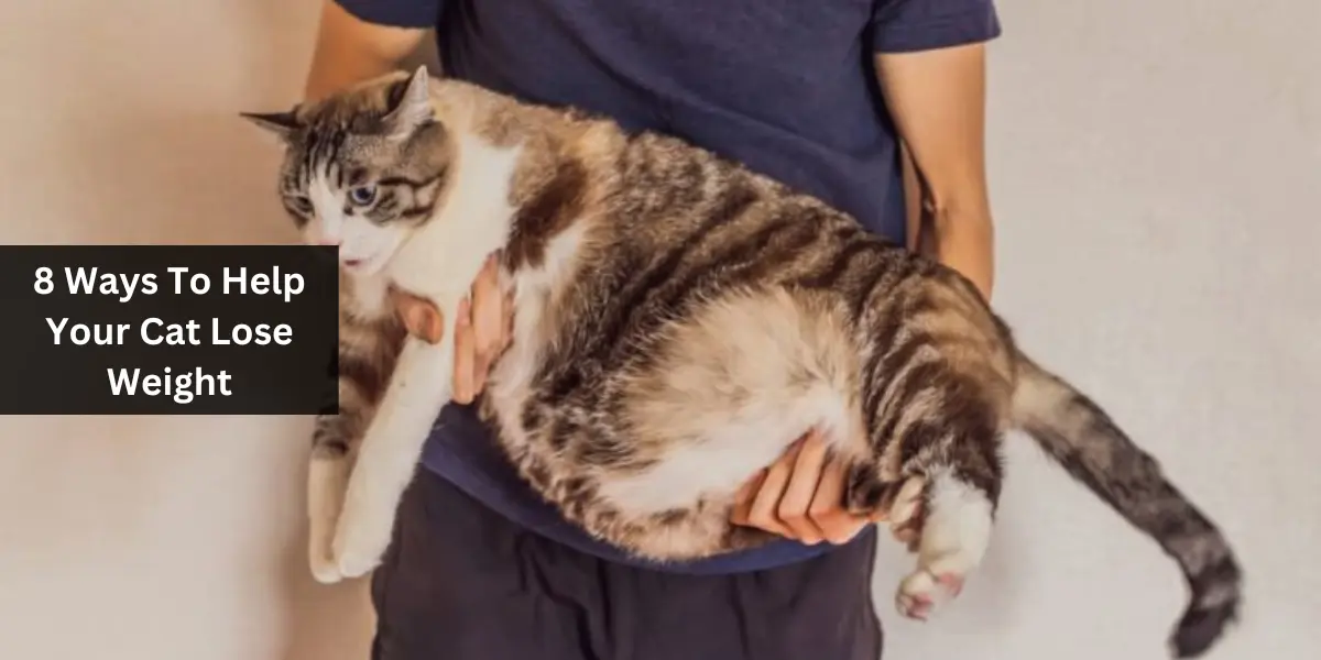 8 Ways To Help Your Cat Lose Weight