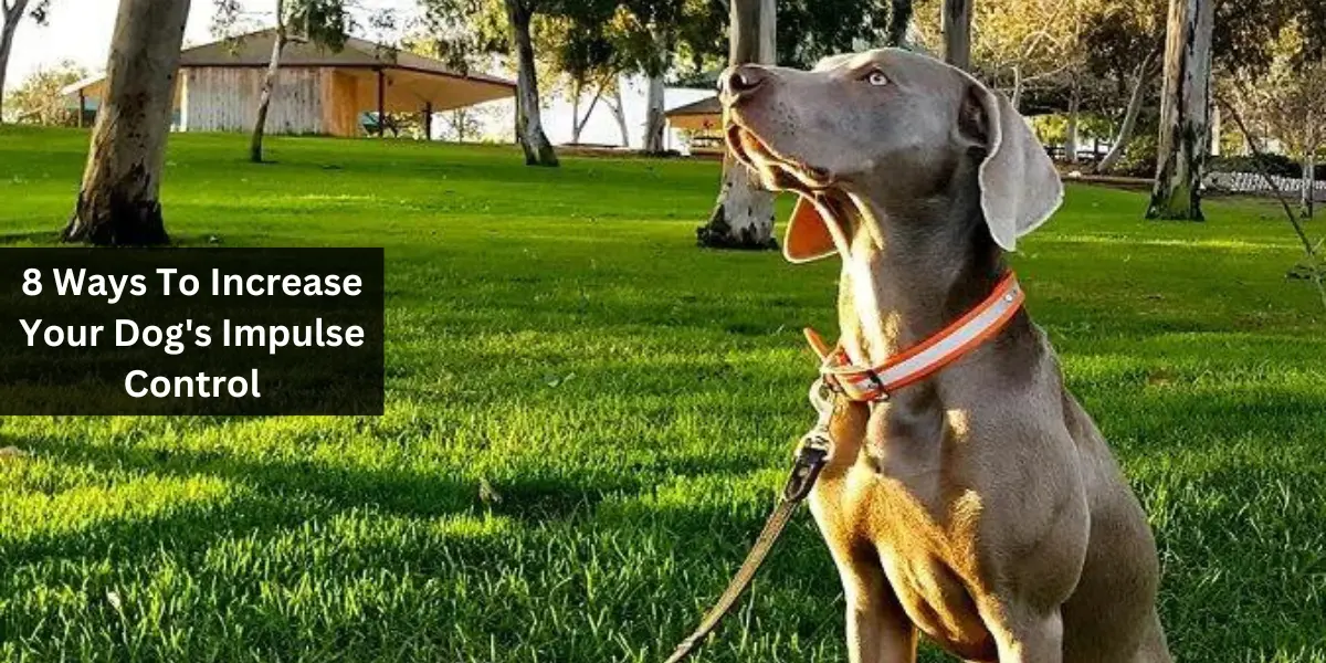 8 Ways To Increase Your Dog's Impulse Control