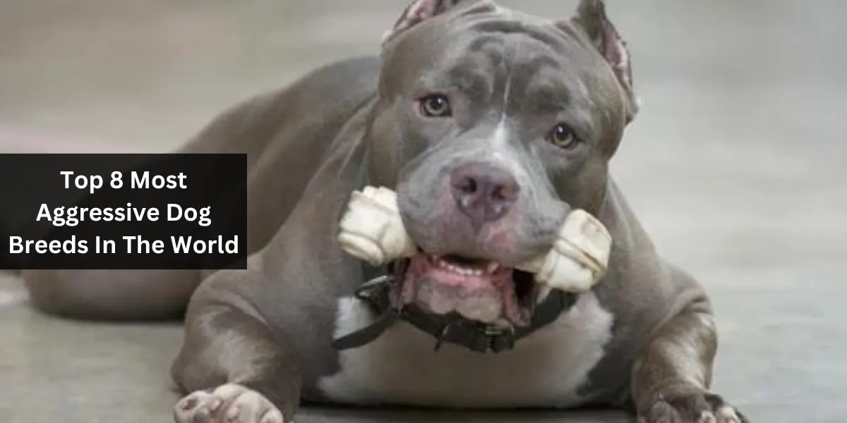 Top 8 Most Aggressive Dog Breeds In The World