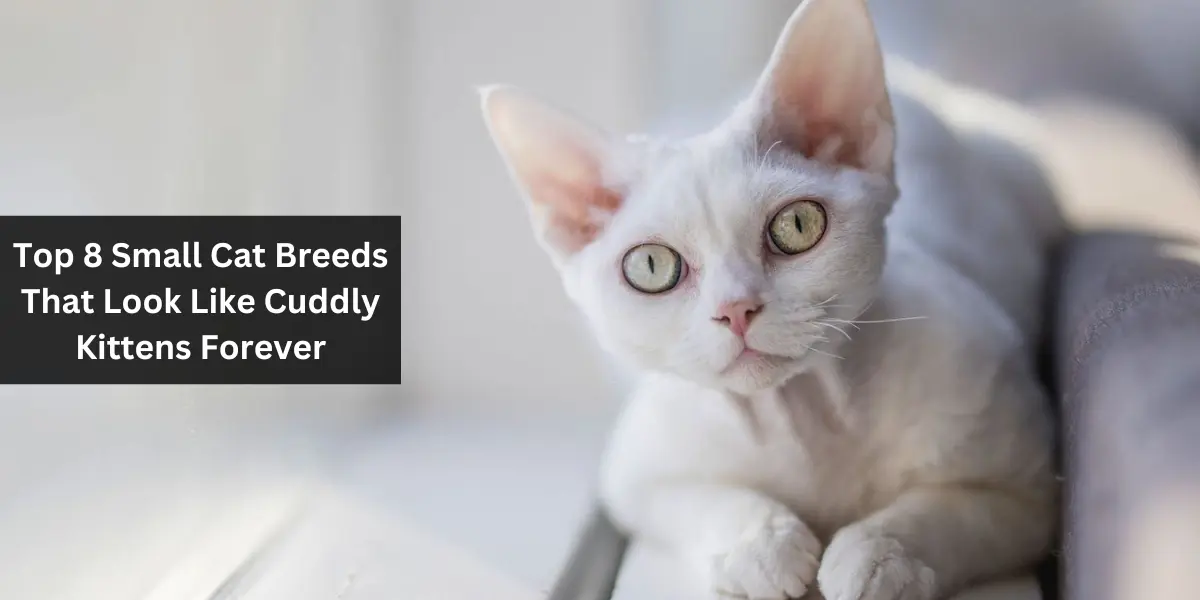 Top 8 Small Cat Breeds That Look Like Cuddly Kittens Forever